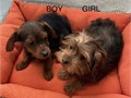 Boy 650 Girl 800 YorkiePoodle mixed puppies  born 03262025 Will be around 3-5 pounds Shots an