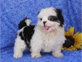 Special Shih Tzu puppies for saleFor more info email us at   melissastep7gmailcom  for a faster