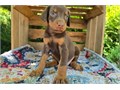 Doberman Pinscher Puppies We Have Males  Females Puppies Left Here they are updated in all shots AK