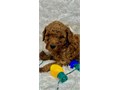 beautiful red toy poodle purebred need a loving home please text chris at 6613014525