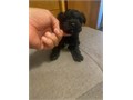 Lovely Tiny Black Yorkies Terrier Teddy bear faces Males Females healthyVery sweet and well pl