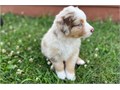 Australian Shepherd Puppies We Have Males  Females Puppies Left Here they are updated in all shots 
