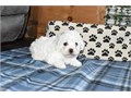 AKC Bichon Frise Puppies We Have Male  Female Puppies Left please email me now at Damianspaulsgmai