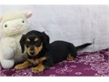 Pra Clear Dachshunds Pupp We Have Male  Female Puppies Left please email me now at Damianspaulsgma