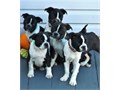 Excellent Boston Terrier puppies for saleFor more info email us at   melissastep7gmailcom  for 
