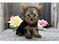 Yorkshire Terrier Puppies  We Have Male  Female Puppies Left please email me now at Damianspaulsgm