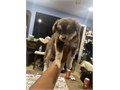 2 month old puppy No vaccine Willing to negotiate price lowest could go is 250