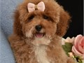 Fluffy is a beautiful girl we should have named her Lucky because shes very Happy Go Lucky she is