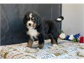 Bernese Mountain Dog Pups We Have Male  Female Puppies Left please email me now at Damianspaulsgma