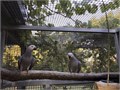 Beautiful Pair of African Gray for sale they 4 years old excellent talkers and tamed they step on