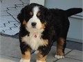Bernese Mountain puppies for saleFor more info email us at   melissastep7gmailcom  for a faster