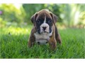 Tested Boxer Puppies We Have Male  Female Puppies Left please email me now at Damianspaulsgmailco