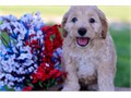 Pra Clear Cockapoo Pupps  We Have Male  Female Puppies Left please email me now at Damianspaulsgma