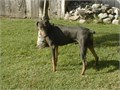 AKC FEMALE DOBERMAN - BORN 11324  RED  RUST SHOTS TO DATE TAIL AND DEW CLAWS DONEPARENTS ON