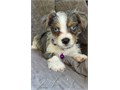 Females Yorkies for rehoming 9 weeks old they come with 2 sets of vaccines They are dewormed The