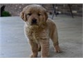 Golden Retriever Puppies We Have Male  Female Puppies Left please email me now at Damianspaulsgmai