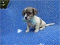 Beautiful color markings These babies are ready for loving homes Will come vaccinated dewormed m