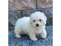 Bichon frise puppies for saleFor more info email us at   melissastep7gmailco