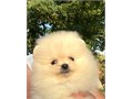 absolutely gorgeous top quality short faces little tiny ears double coat best of the best short t