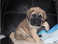 My puppies need a loving home a boy and a girl left 8 weeks old  They love hu