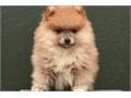 AC Reg Pomeranian Puppies We Have Male  Female Puppies Left please email me now at Damianspaulsgma