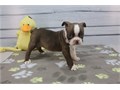 Boston Terrier Puppies We Have Male  Female Puppies Left please email me now at Damianspaulsgmail
