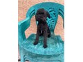 Shes my last beautiful black Yorkies female 13 weeks old vaccinated and dewormed Im located in S
