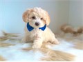 Maltipoo puppies 2 months old  Healthy sweet and ready to  go home today  Up to date on sho