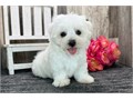 AKC Reg Maltese Puppies We Have Male  Female Puppies Left please email me now at Damianspaulsgmail