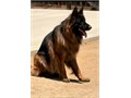 2 yr old Beautiful Long Stock Coat stud available This big guy has some ring and IPO experience He