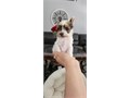 hi have one tiny female parti Yorkie puppy that will be available to go on the 27th of July to her n