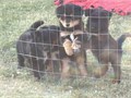 Adorable cute 8wk old pups Serious inquiries only  Text me I will call back  805-223-0059  
