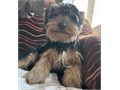 I have 3 males and 1 female Yorkie puppies they are one year old Im asking 1000 for any of the 