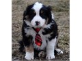 Australian Shepherd puppies for saleFor more info email us at   melissastep7gmailcom  for a fas
