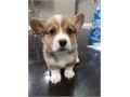 Purebreed AKC pembroke welsh corgi comes with first shot deworming toys food  bed and etc Te