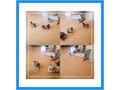 Super awesome sweet shihtzu mix puppies Up to date with shots n dewormed lovely personality Text for