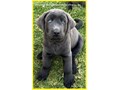The puppies in this litter are from AKC Registered parents and can also be registered with the AKC 