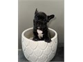 I have 8 frenchies ready for their furever home  they are 8 weeks and i have 6 females and 2 males 