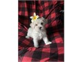 Looking for a loving home We have 1 female Maltipoo puppies ready to join your family Playful swe