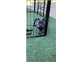Gorgeous Cane Corso puppies ready for their furrever homes Very playful and loving will be great f