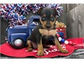 Miniature Pinscher Puppies We Have Male  Female Puppies Left please email me now at Damianspaulsgm