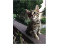 Bengal Kittens 8 weeks old Text or call For more pics and information  714-605-7077