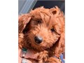 deep red male mini goldendoodle vaccinated and dewormed mellow but playful and very loving excell