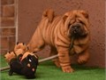 Chinese Shar-Pei 530-617-30 1 7My puppies need a loving home a boy and a gir