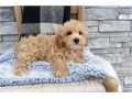 AKC Reg Maltipoo Puppies We Have Male  Female Puppies Left please email me now at Damianspaulsgmai