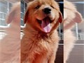 Come to see our Golden Retriever puppiesThey are dewormed and vaccinatedBoth parents on siteNo