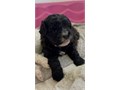 Chihuahua-toy poodle mix puppies 8wks 1st shots 3M1F nice coats blacks very healthy raised i