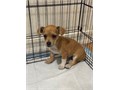 Chihuahua-mini dachshund mix puppy 8wks 1st shots 1 tan boy shorthaired nice coat very healthy