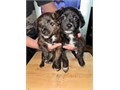 Pomeranian-chihuahua mix puppies 8wks 1st shots 3M1F nice coats blacks very healthy raised i