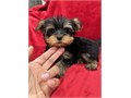 CKC Registered Yorkshire Terrier Parents weight Mom 85 lbs  Dad 6 lbs puppi
